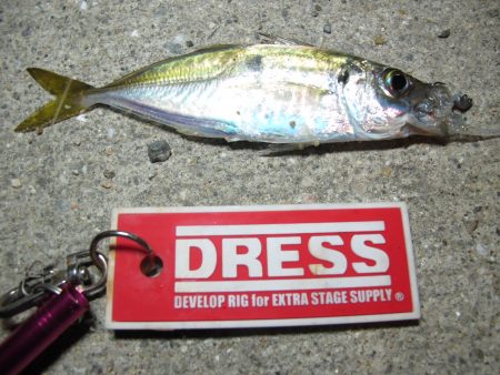 豆アジ　アジングラビット